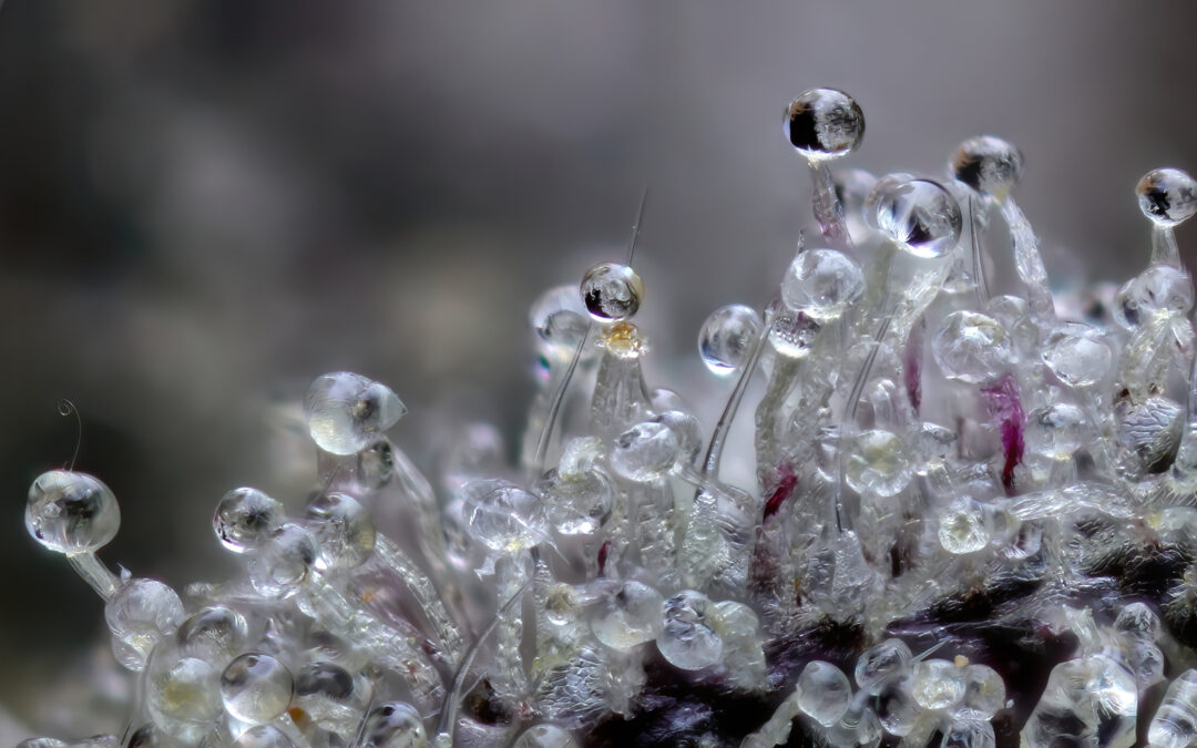 The Ins and Outs of Terpene Extraction