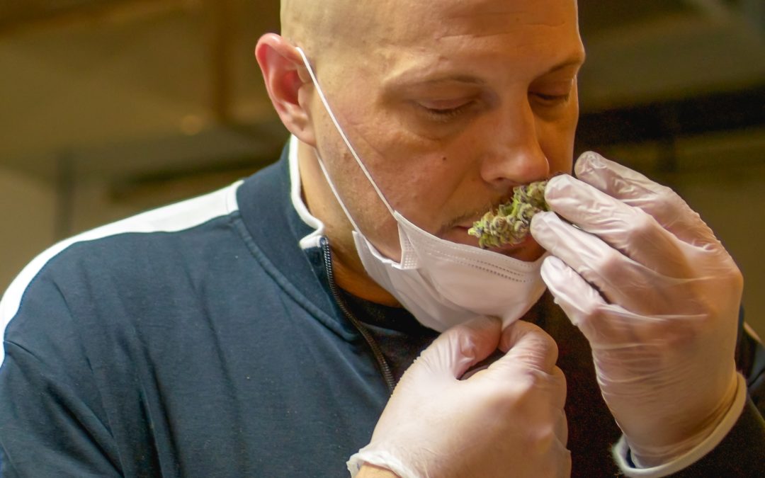 Greg’s Guide to Curing Cannabis: Learn From Cryo Cure’s President and Head of Cultivation