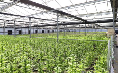 What Does GMP in Cannabis Mean For Cultivators?